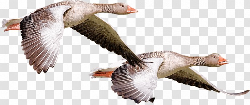 Canada Goose Duck Water Bird Transparent PNG