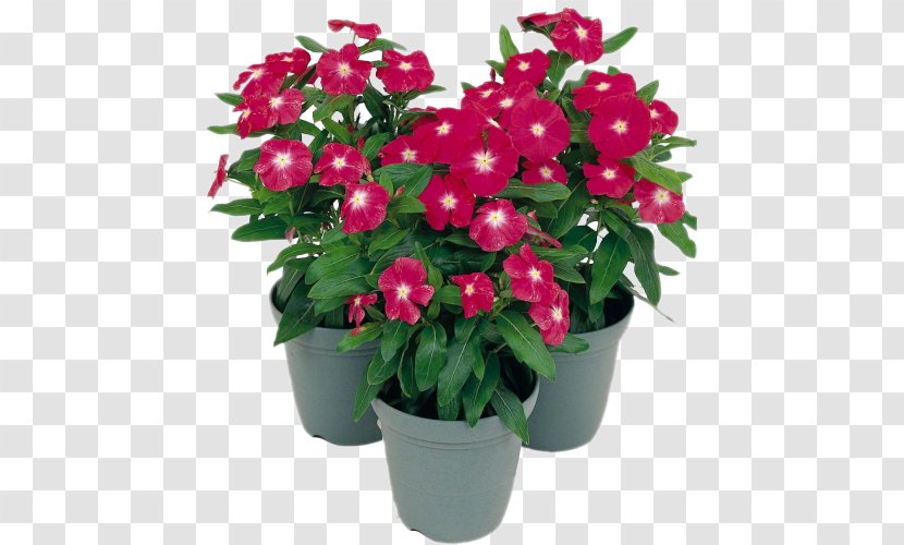 Impatiens Ornamental Plant Puneri Houseplant - Chlorophytum Comosum Transparent PNG