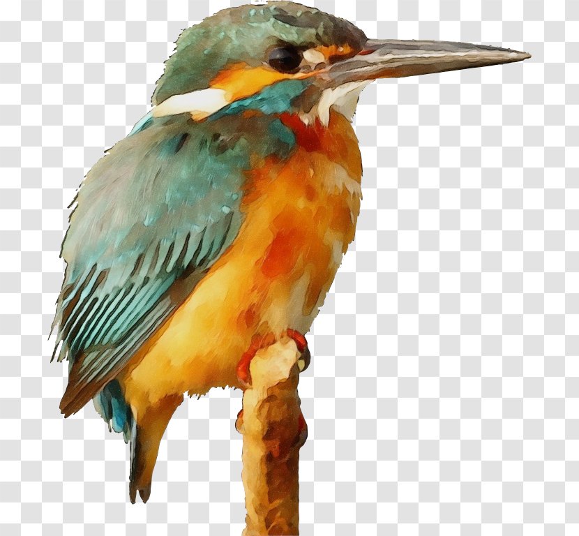 Lovebird Common Kingfisher Clip Art - Feather Transparent PNG