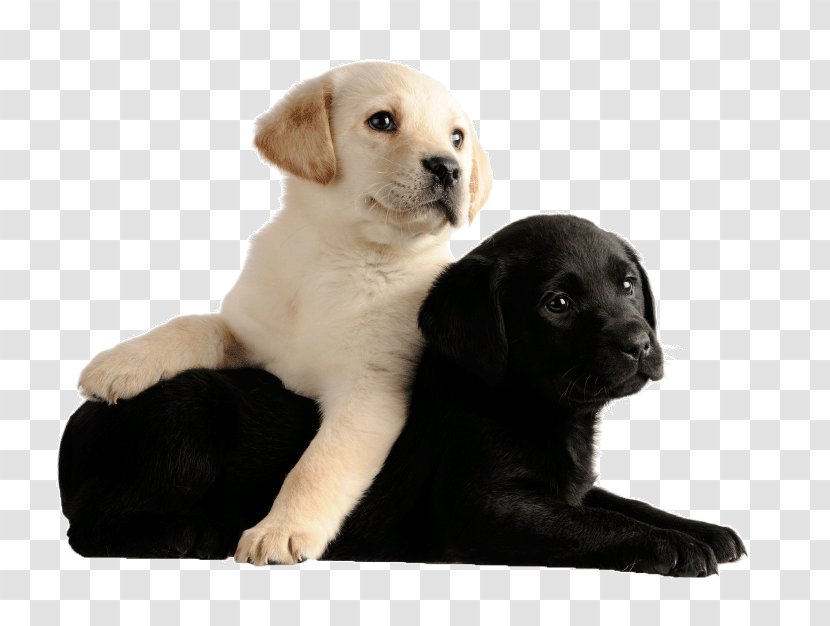 Labrador Retriever Cat Puppy Pug Chihuahua - Love Transparent PNG