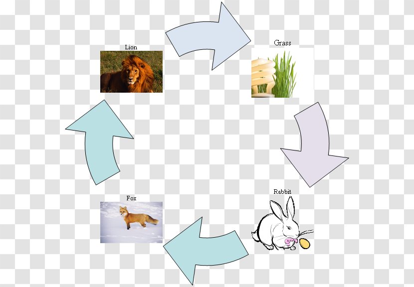 Food Chain Web Diagram Child - Fox - No Buckle Transparent PNG