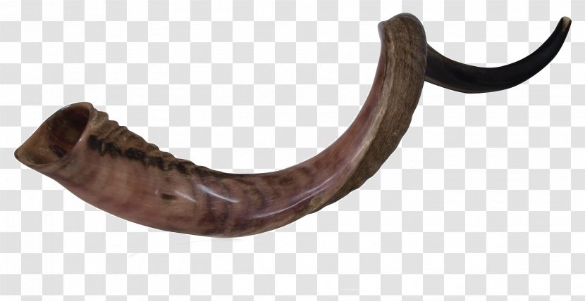 Antelope Gemsbok Shofar Kuduhorn - Tree - Trumpet Transparent PNG