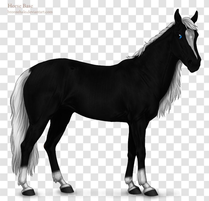 Mane Stallion Mustang Mare Pony Transparent PNG