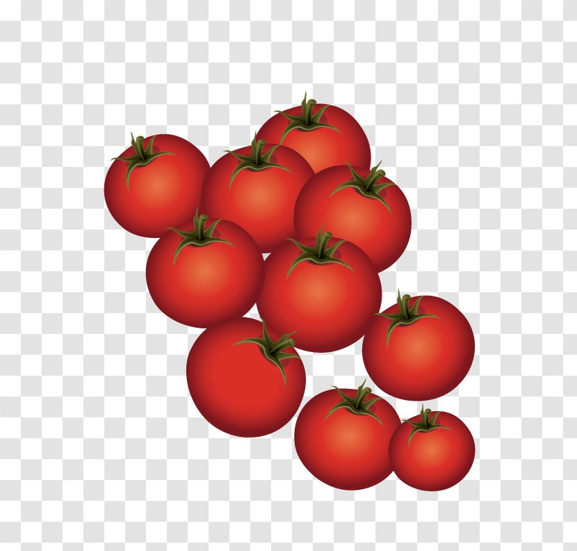 Plum Tomato Bush - Nightshade Family - Ripe Tomatoes Transparent PNG