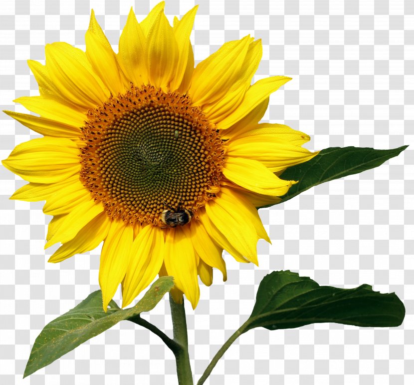 Common Sunflower Image File Formats Nectar - Flower Transparent PNG