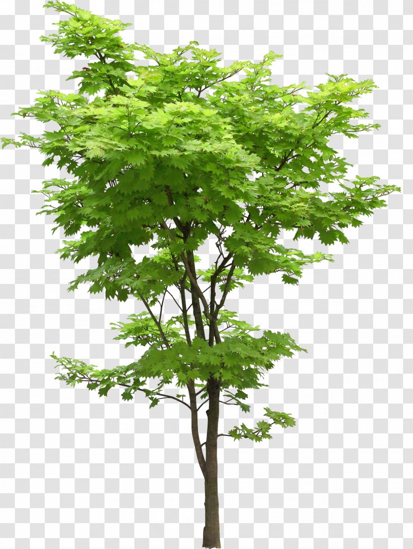Tree Oak Japanese Maple Acer Truncatum Plant - Oliverianum Var Nakaharai Transparent PNG