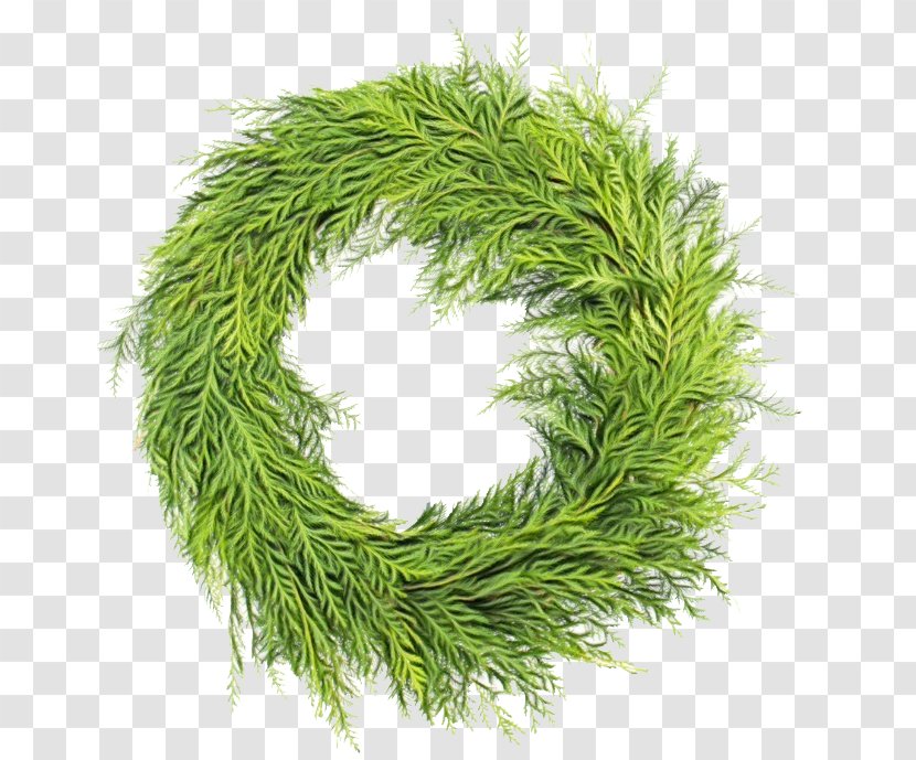 Christmas Decoration - Grass - Thuya Wreath Transparent PNG