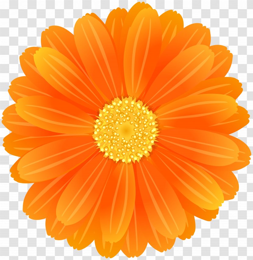 Transvaal Daisy Flower Desktop Wallpaper Orange Clip Art Transparent PNG