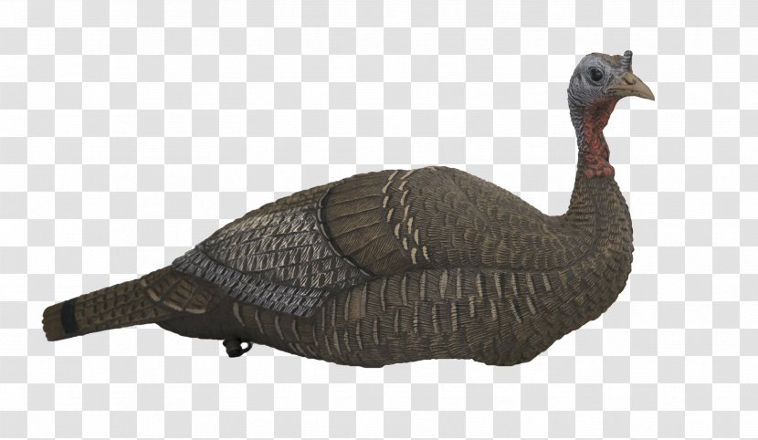 Goose Duck Turkey Decoy Galliformes - Beak Transparent PNG