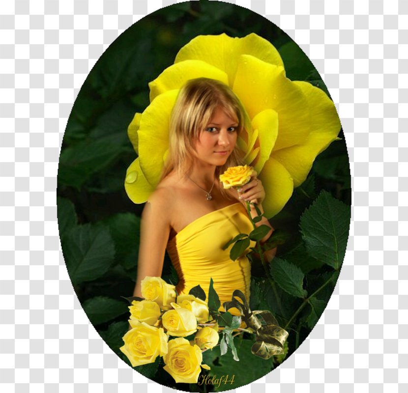 Yellow Garden Roses Friendship Color - Pink - Sakyamuni Transparent PNG