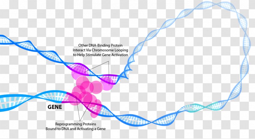 General Transcription Factor Regulation Of Gene Expression DNA - Messenger Rna - Chromosome Transparent PNG