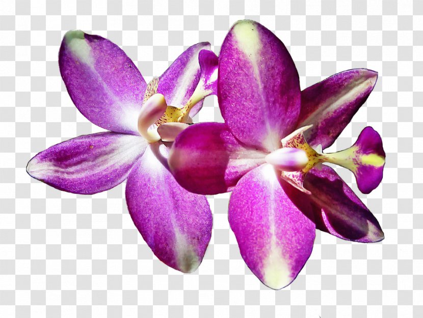 Moth Orchids Petal Flower Cattleya Image - Flowering Plant Transparent PNG