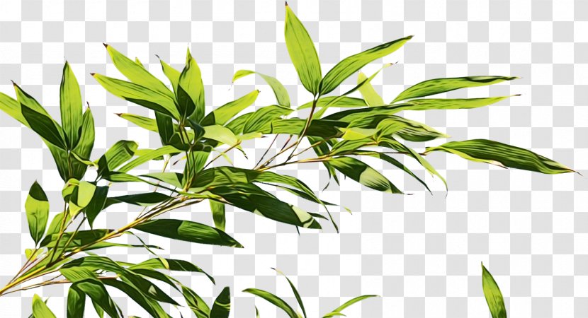 Hemp Leaf - Flower - Herbaceous Plant Houseplant Transparent PNG