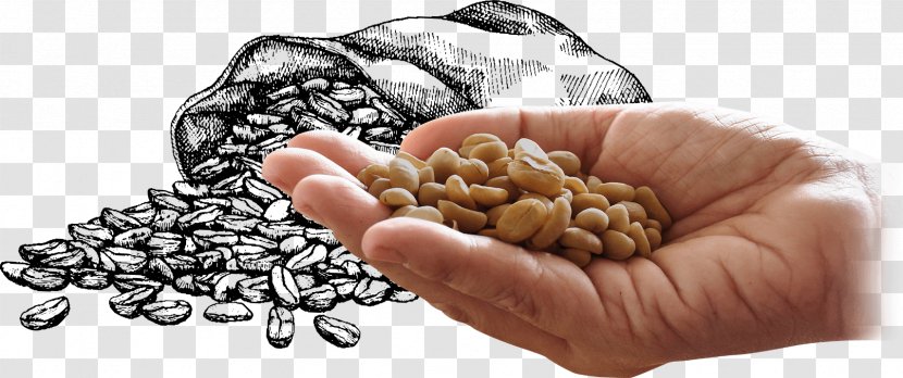 Coffee Roasting Bean Drink - Warung Transparent PNG