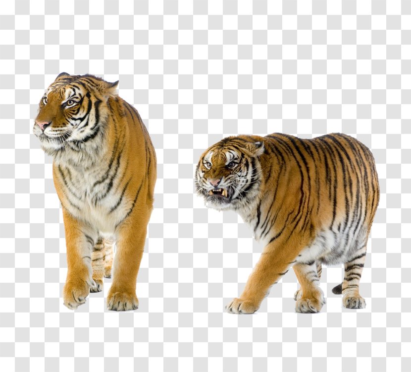 Lion Cat Felidae Leopard Bengal Tiger - Terrestrial Animal Transparent PNG