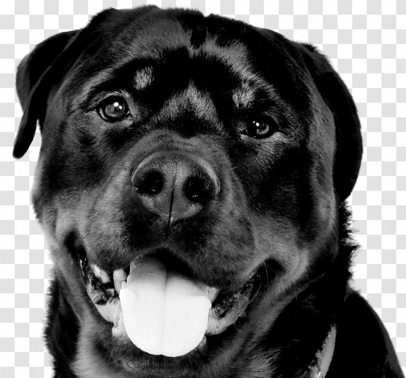 Dog Breed T-shirt Rottweiler Top - Carnivoran Transparent PNG