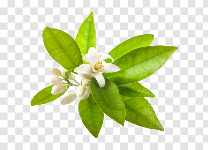 Perfume Panarea Orange Blossom Stock Photography - Plant Transparent PNG