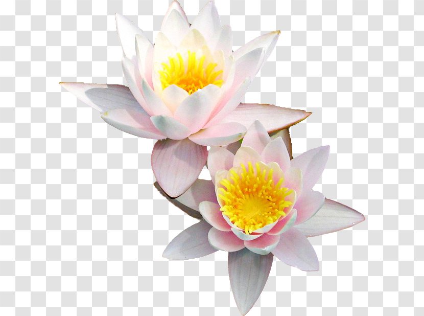 Nymphaea Nelumbo Image Illustration White - Proteales - Lotus Flower Transparent PNG
