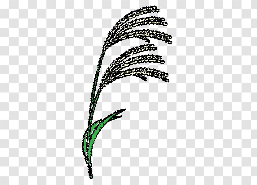 Susukino Grasses Chinese Silver Grass Coloring Book Pampas - Japan - Style Transparent PNG
