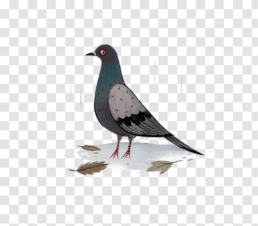 Columbidae Rock Dove Drawing Watercolor Painting - Graphic Designer Transparent PNG