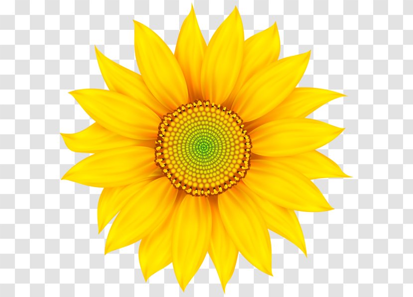Clip Art Vector Graphics Image Design - Flower - Yellow Transparent PNG