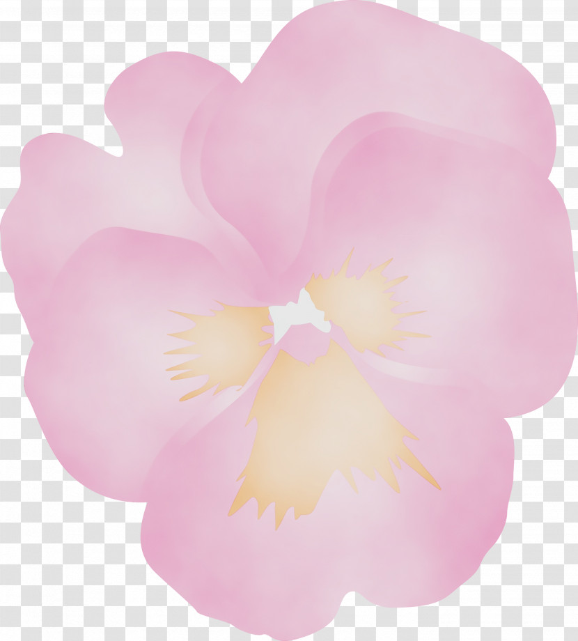 Petal Pink Flower Plant Moth Orchid Transparent PNG