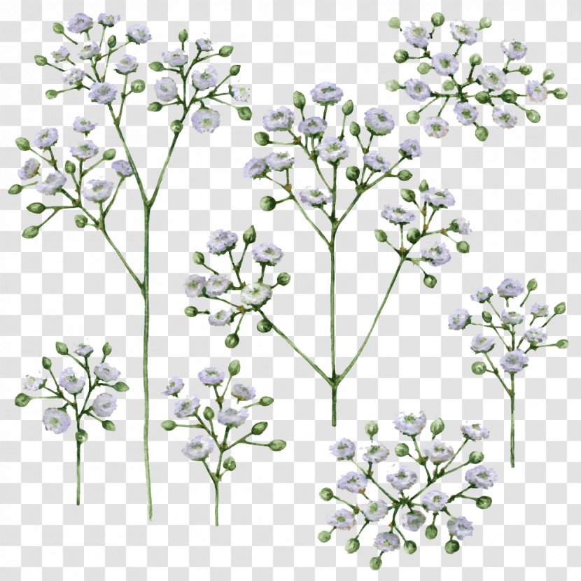 Baby's-breath Vector Graphics Stock Illustration Drawing - Watercolor Painting - Babys Breath Png Gypsophila Transparent PNG