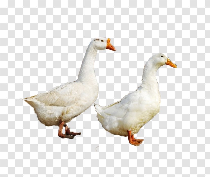 Duck Goose Fauna Beak Chicken As Food Transparent PNG