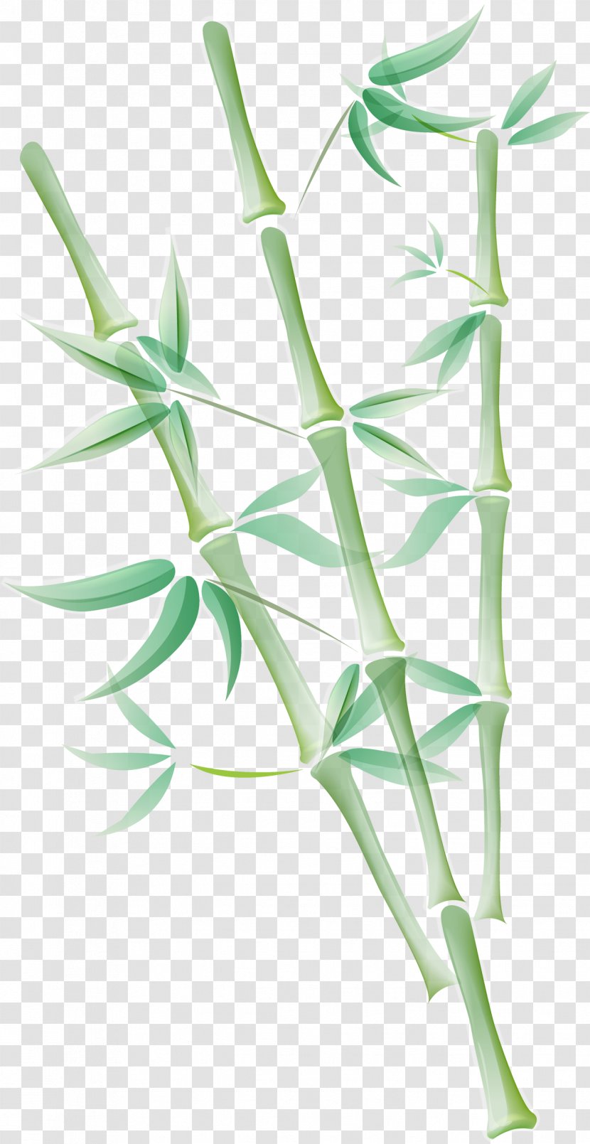 Grasses Tropical Woody Bamboos Bamboo - Flora - Zen Spa Shaxsiy Gigiyena LeafCoriander Leaves Transparent PNG