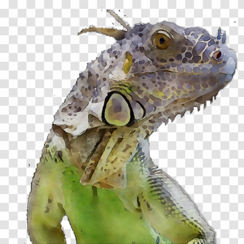 Iguanas Green Iguana Royal Society Of Biology Name - Animal Transparent PNG