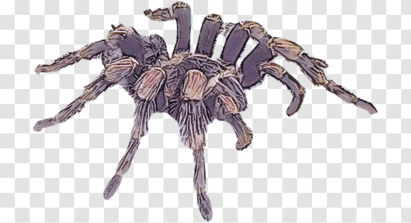 Tarantulas Wolf Spider Insects Spider Wolf Transparent PNG