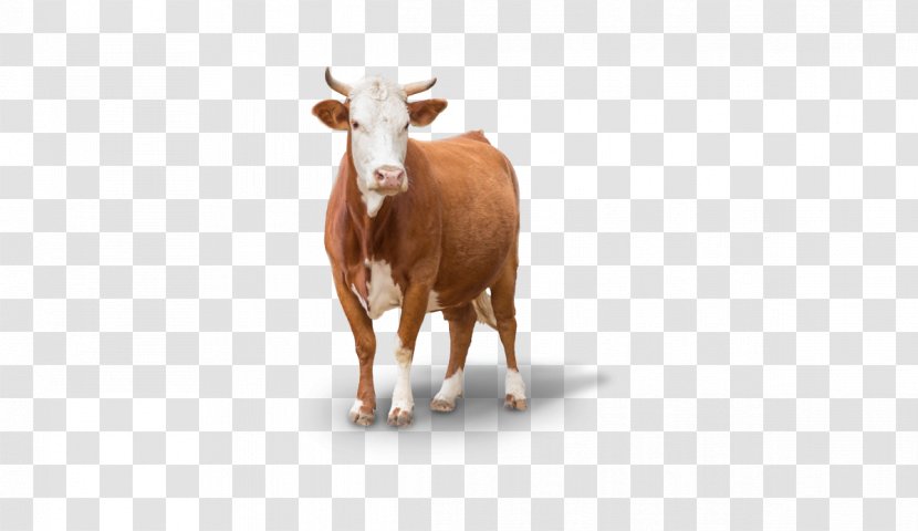 Baka Calf Holstein Friesian Cattle Stock Photography Stock.xchng - Dana Ile Inek Transparent PNG