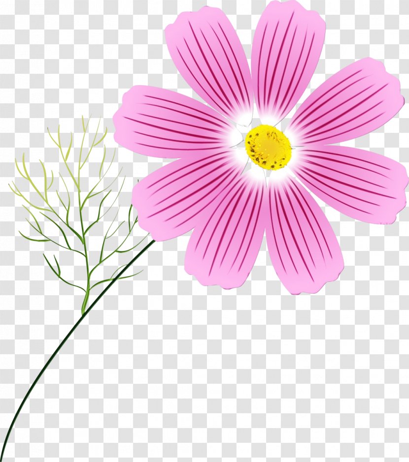 Flower Flowering Plant Petal Barberton Daisy - Cosmos - Family Gerbera Transparent PNG