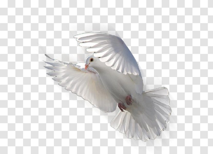 Columbidae Doves As Symbols Release Dove Bird - Beak - Geese Fly Transparent PNG