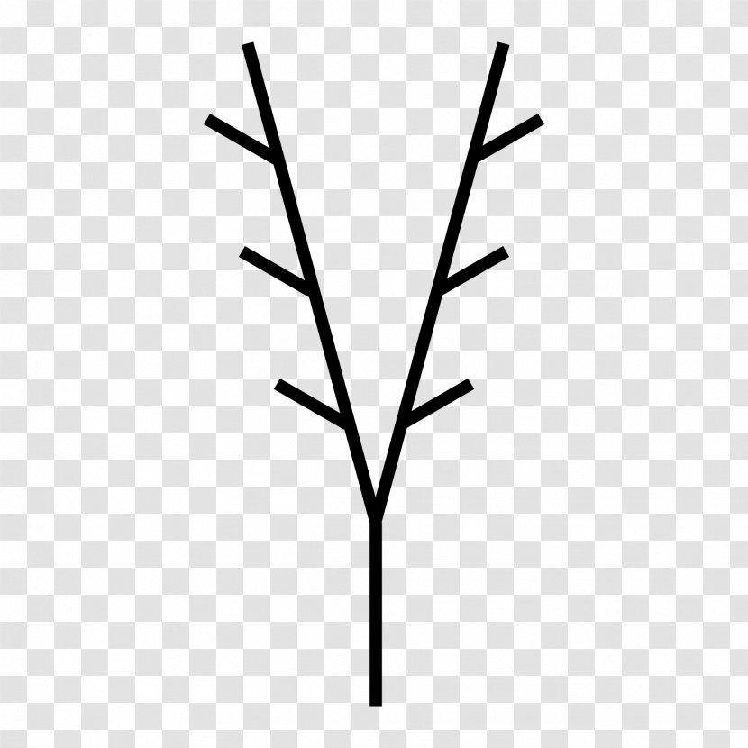 Twig Line Plant Stem Leaf Angle - Grass Family Transparent PNG