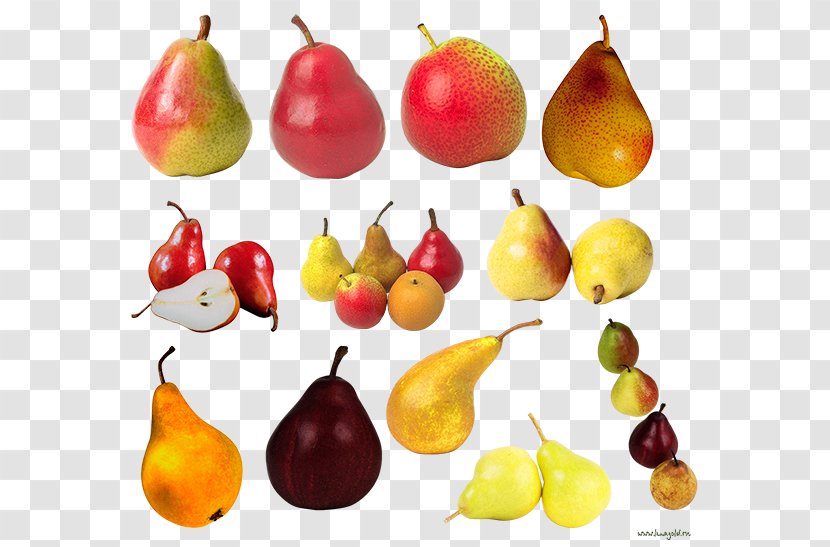 European Pear Fruit Food Amygdaloideae - Superfood - Pome Transparent PNG