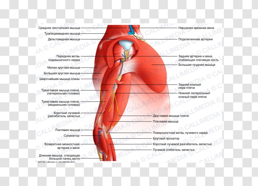 Muscle Human Anatomy Shoulder Nerve - Frame - Arm Transparent PNG