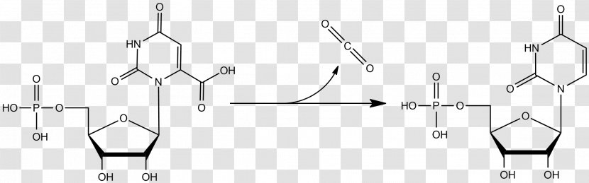 Orotidine 5'-phosphate Decarboxylase 5'-monophosphate Decarboxylation Uridine Monophosphate Ribose 5-phosphate - Cartoon - Watercolor Transparent PNG