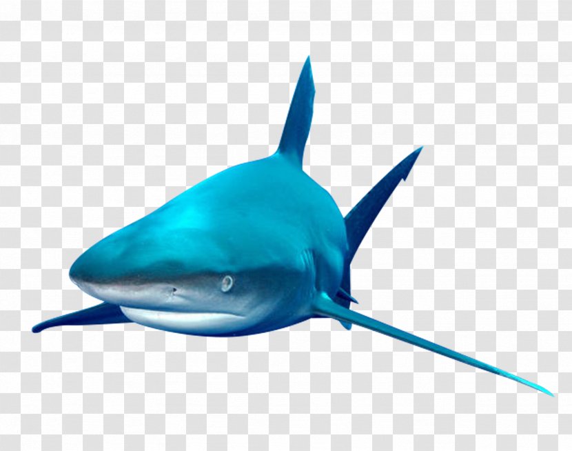 Shark Fish - Teal - Marine Transparent PNG
