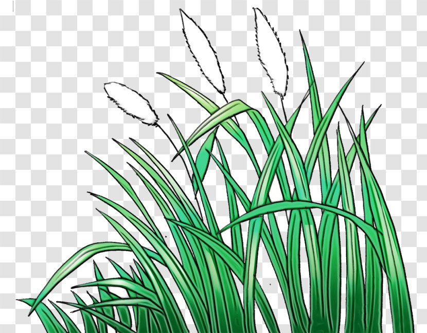Drawing Of Family - Animation - Plant Stem Hierochloe Transparent PNG
