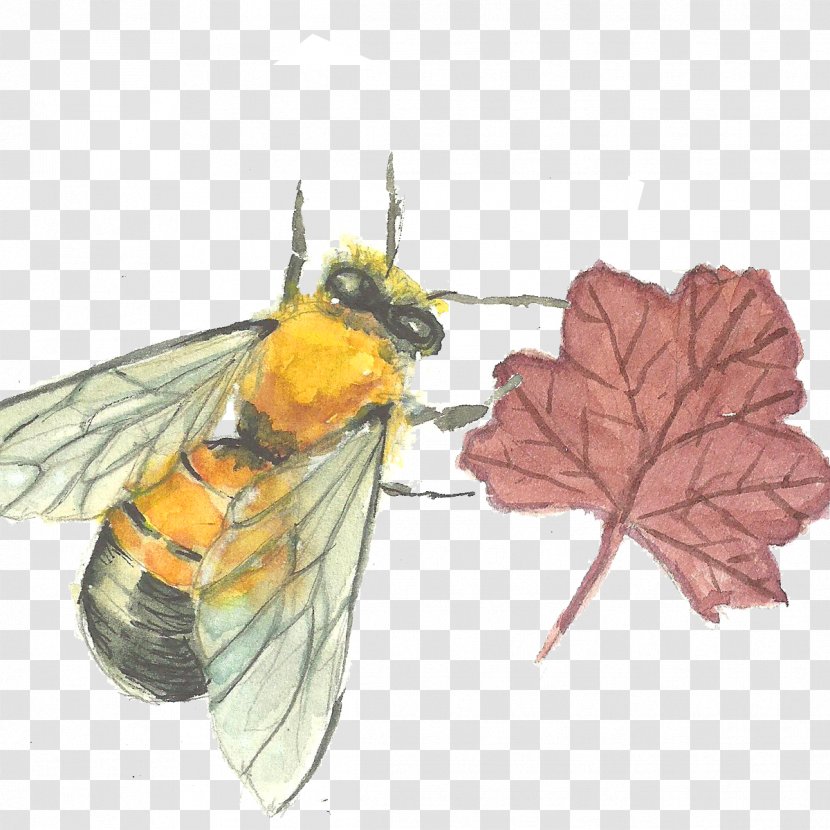 Bee - Drawing - Insect Transparent PNG