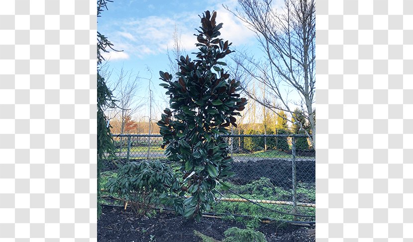 Spruce Pine Fir Larch Tree - Land Lot - Magnolia Transparent PNG