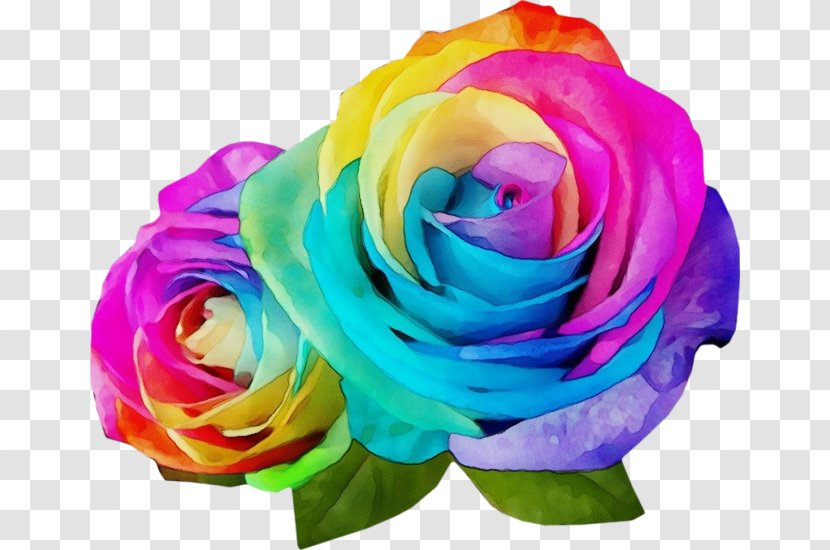 Blue Watercolor Flowers - Garden Roses - Rose Floribunda Transparent PNG