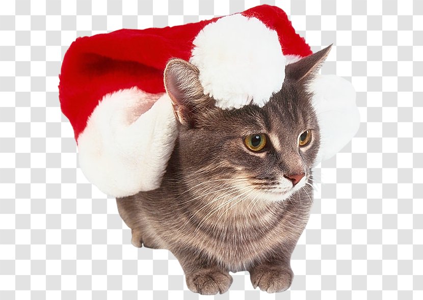 Cat Kitten Whiskers Christmas - Animal Transparent PNG