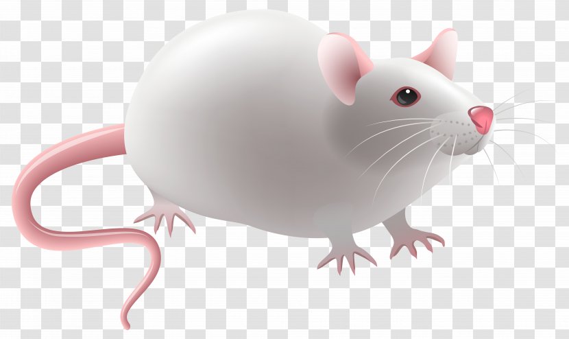 Laboratory Rat Clip Art - Mammal - Chinchilla Transparent PNG