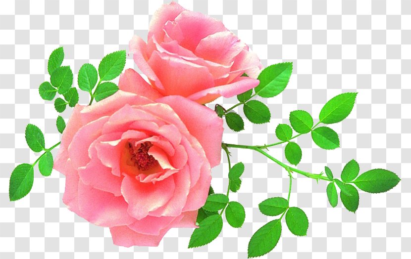 Garden Roses Cabbage Rose China Achinsk Floribunda - Pink - Flower Transparent PNG