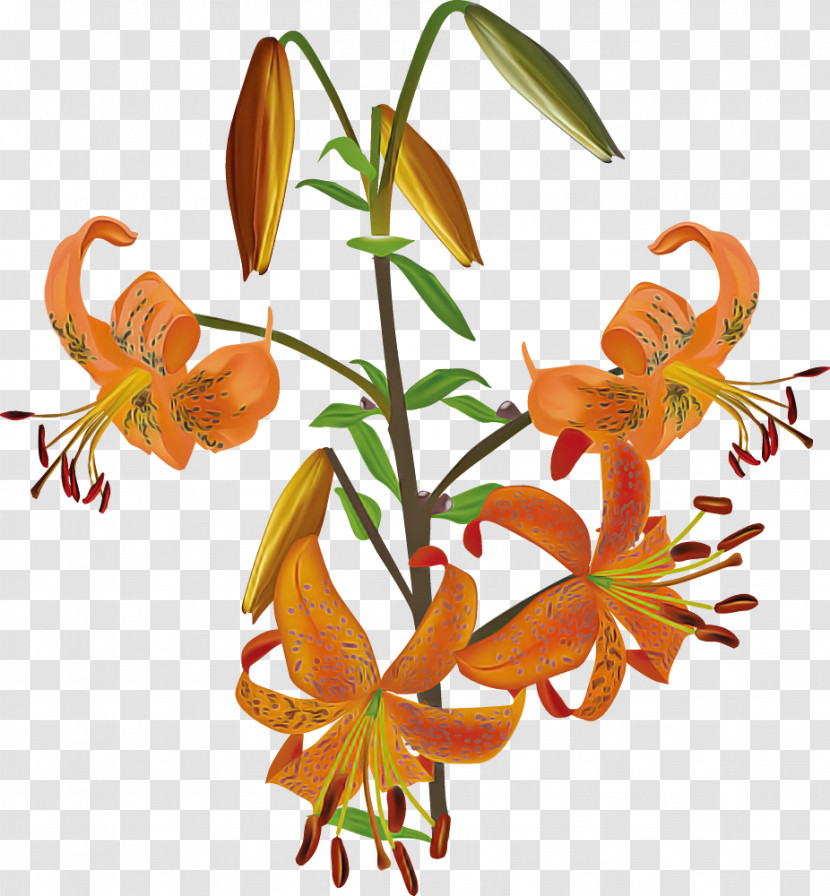 Lily Flower Transparent PNG