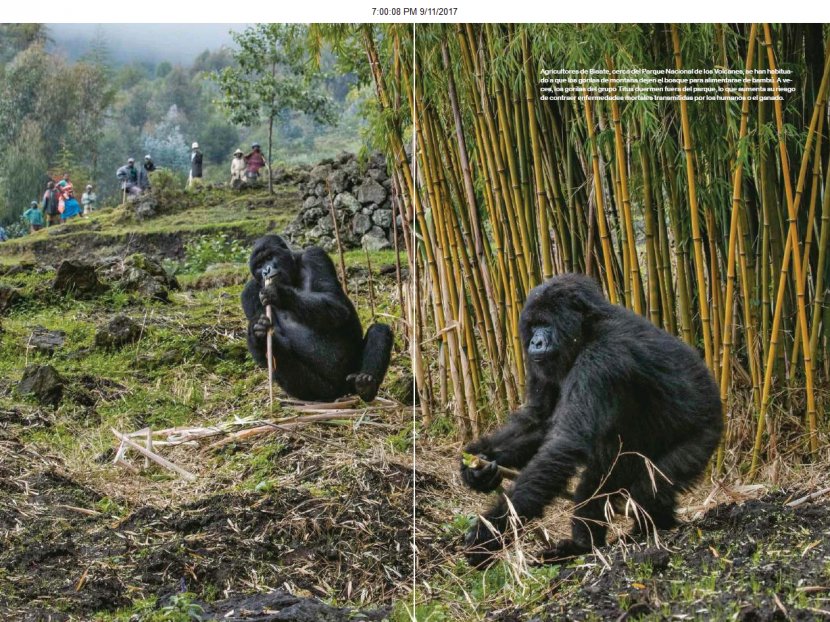 Virunga Mountains Volcanoes National Park Mountain Gorilla Western Lowland Chimpanzee Transparent PNG
