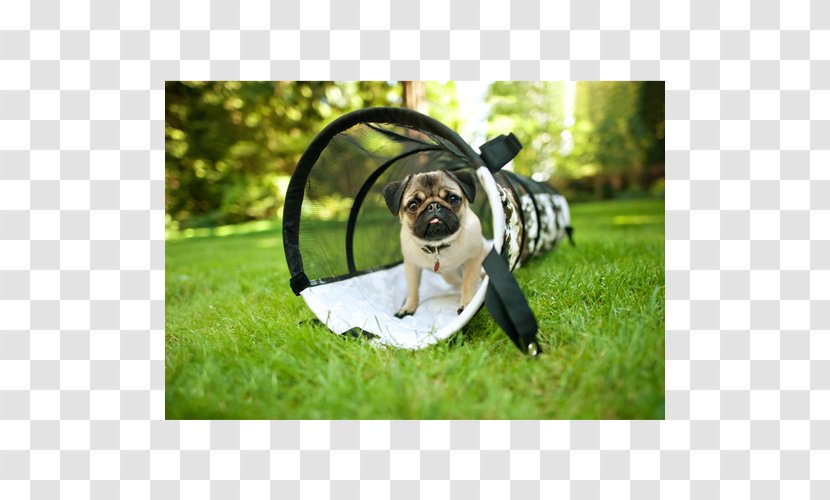 Puppy Dog Toys Pug Cat Pet - Play Firecracker Transparent PNG