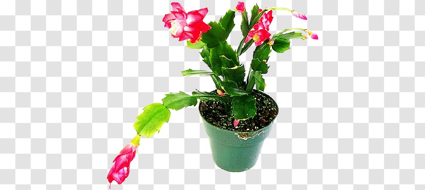 Penjing Flowerpot Graphic Design Plant - Stem - Flower Transparent PNG